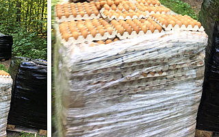 W lesie pod Olsztynem znaleziono kilka tysięcy jaj.  Rozpoczęły się poszukiwania właściciela